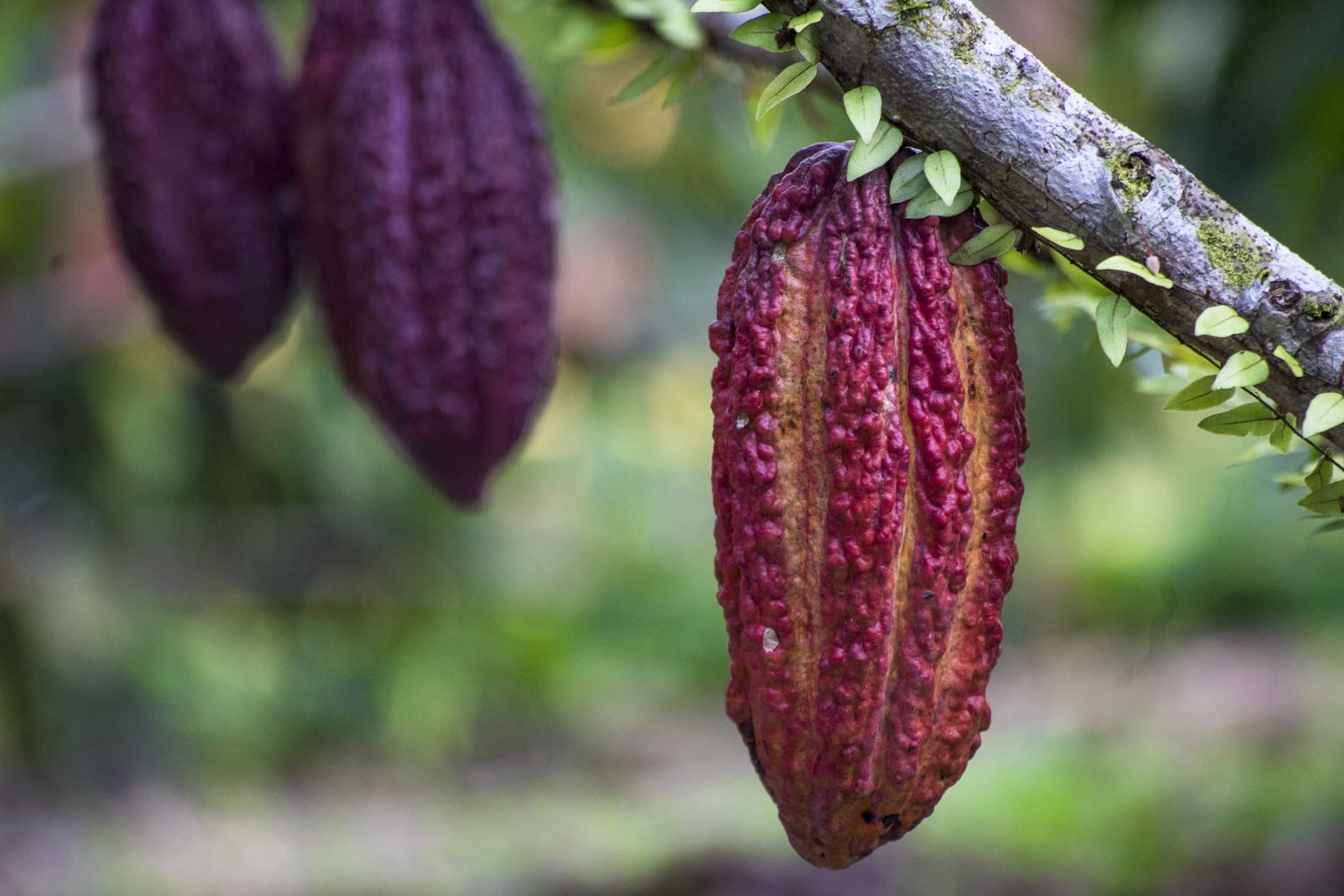 Soul Fire Cacao Sacred Ceremonial Cacao with Candace Blair